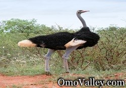 An Ostrich in Africa